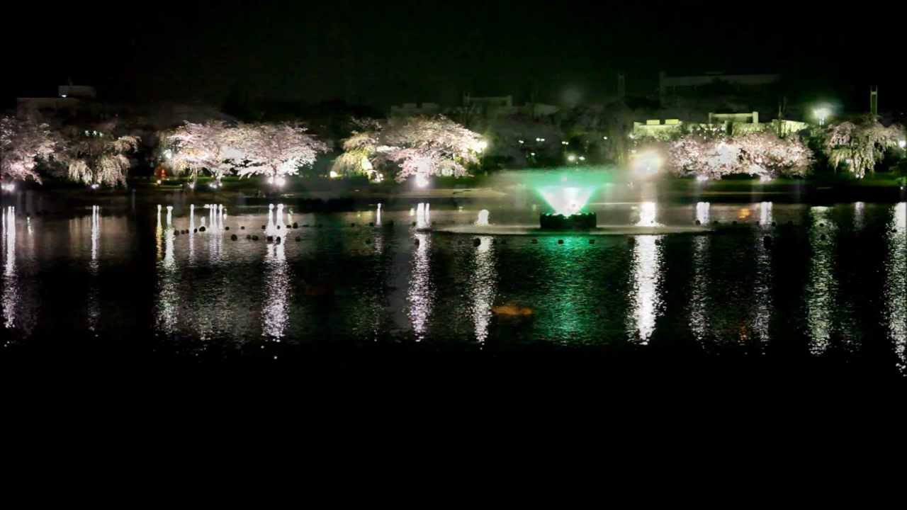 千波湖 茨城 年桜祭り 夜桜ライトアップ 見頃情報 Amatavi