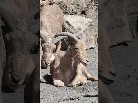 【静岡市立日本平動物園】2頭でまったり休憩中♪バーバリシープ🐑🐑 #shorts