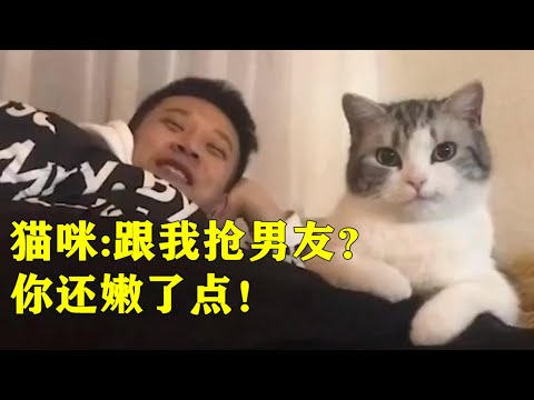 史上最傲娇的猫咪：哼！跟我抢男友？你还嫩了点！