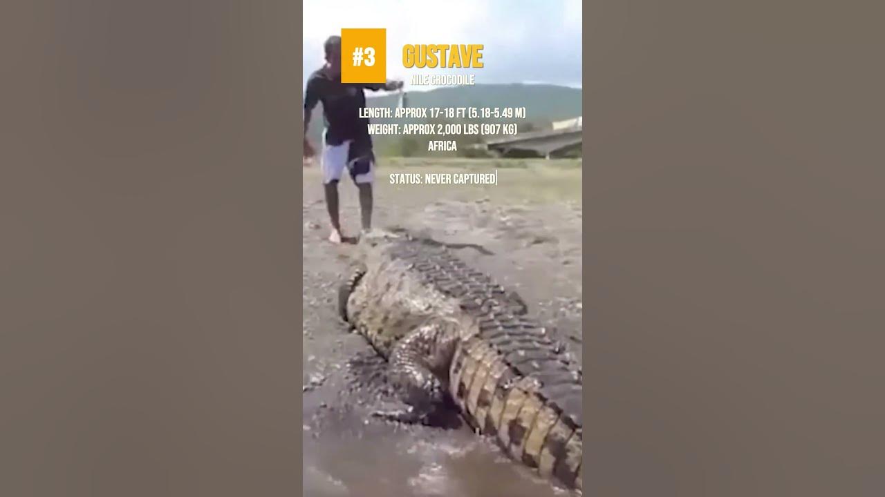 Top 5 Largest Crocodiles on Record - YouTube