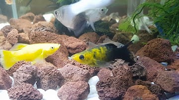 Nuôi rùa baby nước sâu và cộng đồng với cá