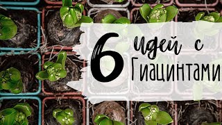 Гиацинты 🌸 Простые Идеи к 8 Марта и 14 Февраля 🌸