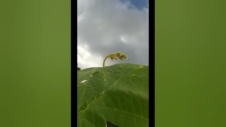 Bud and Sky