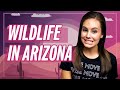Wildlife in AZ | Should you be Worried?