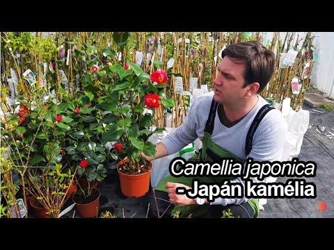 Videó: Japán Kamélia