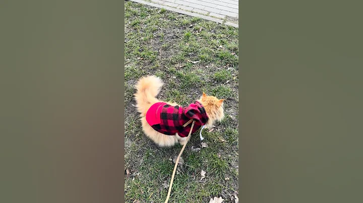 Watch the video about Marcin MaineCoon and bird😻🐈#cat #mainecoon #shortvideo #cute #pets #animals #shorts #funny #nature