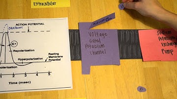 Action Potential Modeling Project