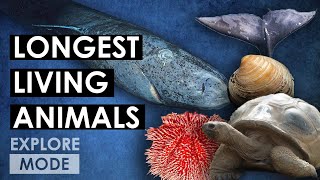 Earth’s Longest Living Animals | EXPLORE MODE