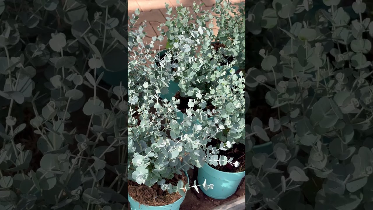 Winterharter Eukalyptus 'Azura' im XXL-Topf - 1 Pflanze