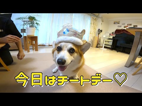 コーギーと森の仲間達 コーギーと仲間たち - YouTube