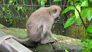 Xiaomi 15T Pro Sample 4K @ 60fps Video @AbeOlandres