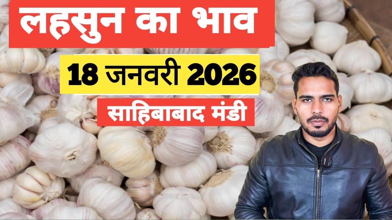 18 January 2026🧄लहसुन का भाव साहिबाबाद मंडी | toady garlic rates 