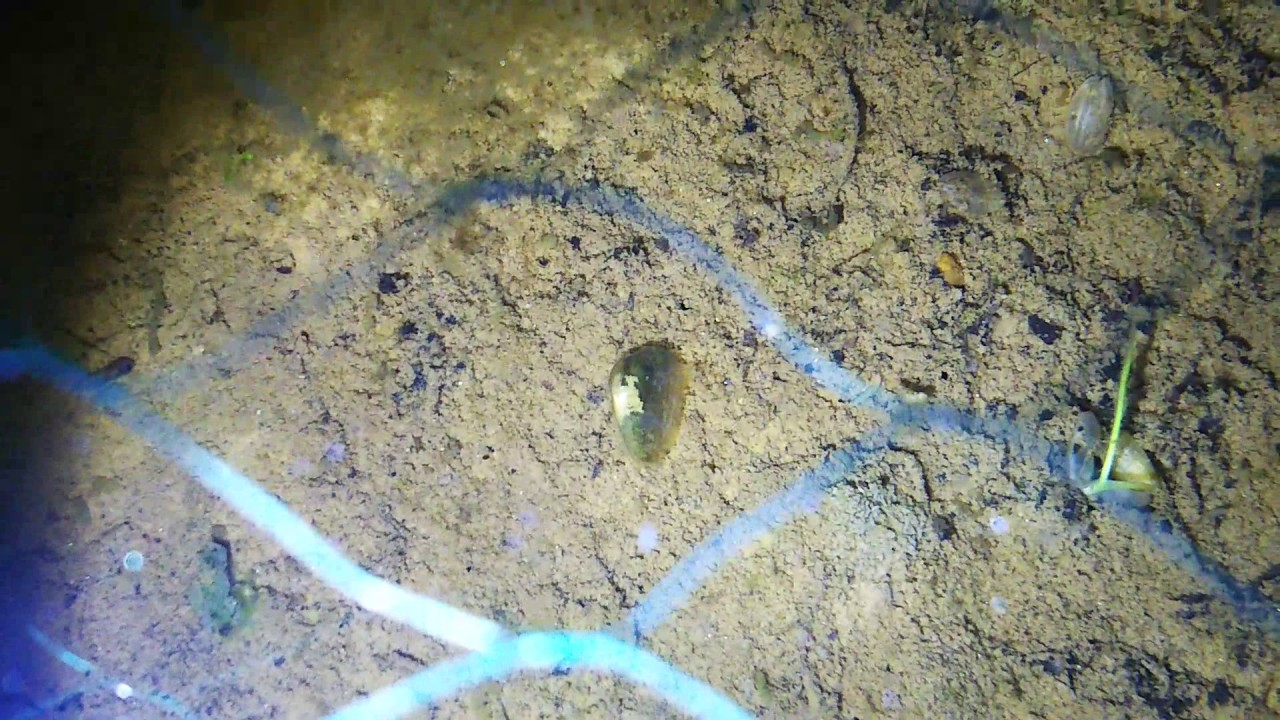 カイミジンコが荒木田土から発生し土を食べて吐き出す映像 Youtube