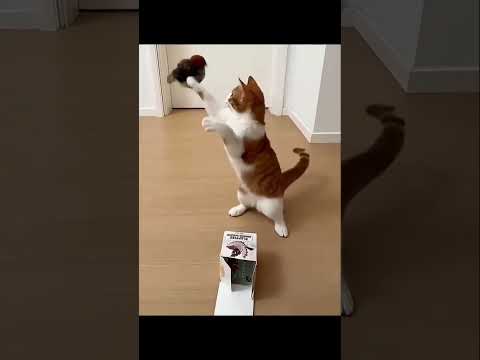 ▶️ How to encourage hunting instincts in cats safely  ( # 2743  )  Chirping Bird Interactive Cat Toy
