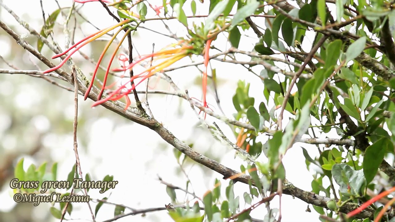 Grass-green Tanager - Tanager tours - Birds of Peru