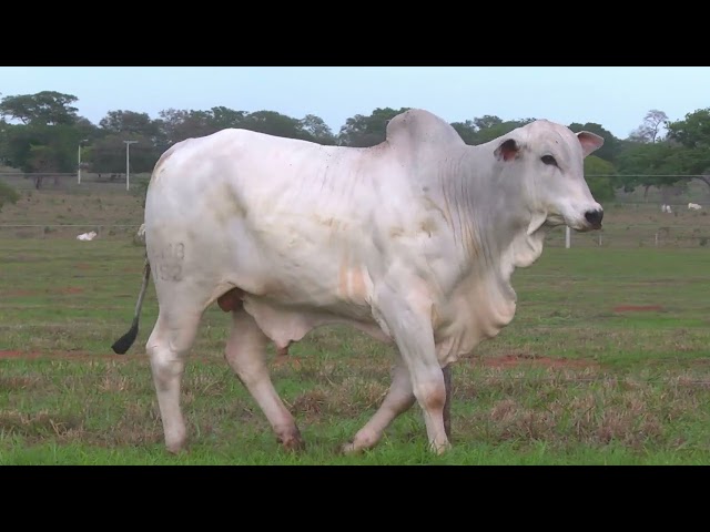 LOTE 22   ALMB 2152 mp4