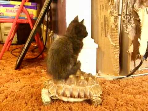 cat on turtle.flv