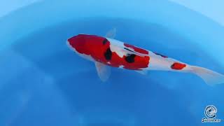 Doitsu Sanke by Takahashi SK 732B