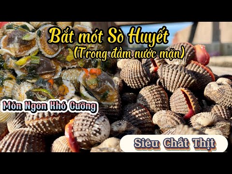Video Bắt mót lại Sò Huyết trong đập nước mặn,bắt Sò bằng... - youtube