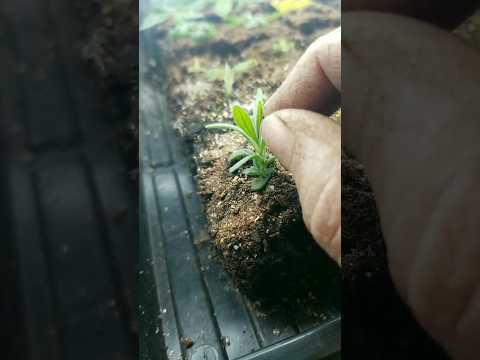 growing lavender #shorts #garden #homestead #flowers #lavender #flowerfarm