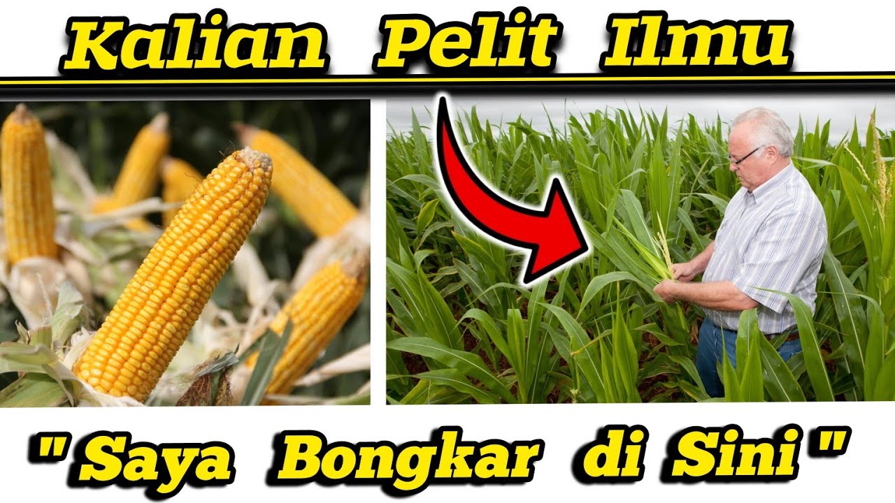 🌽 Pelit Ilmu 🌽 Saya Bongkar Rahasia Jagung Subur, Cepat Berubah, Tongkol Besar✅Panen Jagung Melimpah