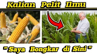 🌽 Pelit Ilmu 🌽 Saya Bongkar Rahasia Jagung Subur, Cepat Berubah, Tongkol Besar✅Panen Jagung Melimpah