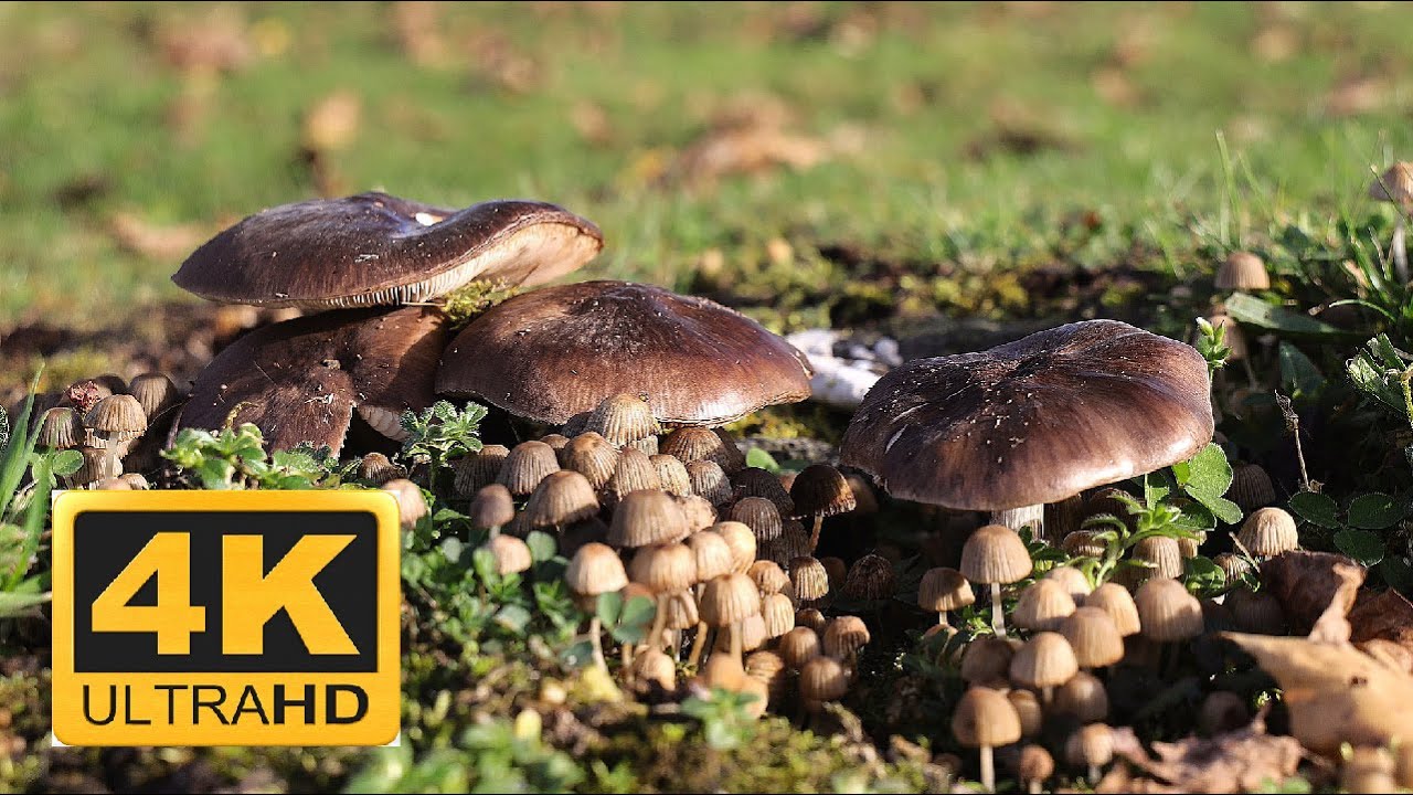 Wonderful Mushrooms (4K ULTRA HD)