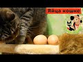 Можно ли давать яйца кошке?