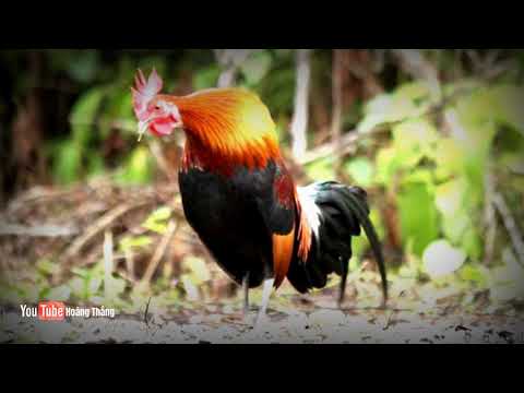 Video tiếng gà rừng gáy chuẩn không tạp âm mp3 | Hoàng Thắng - youtube