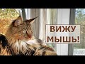 Кот Арчи поймал мышь, белые лебеди и утки