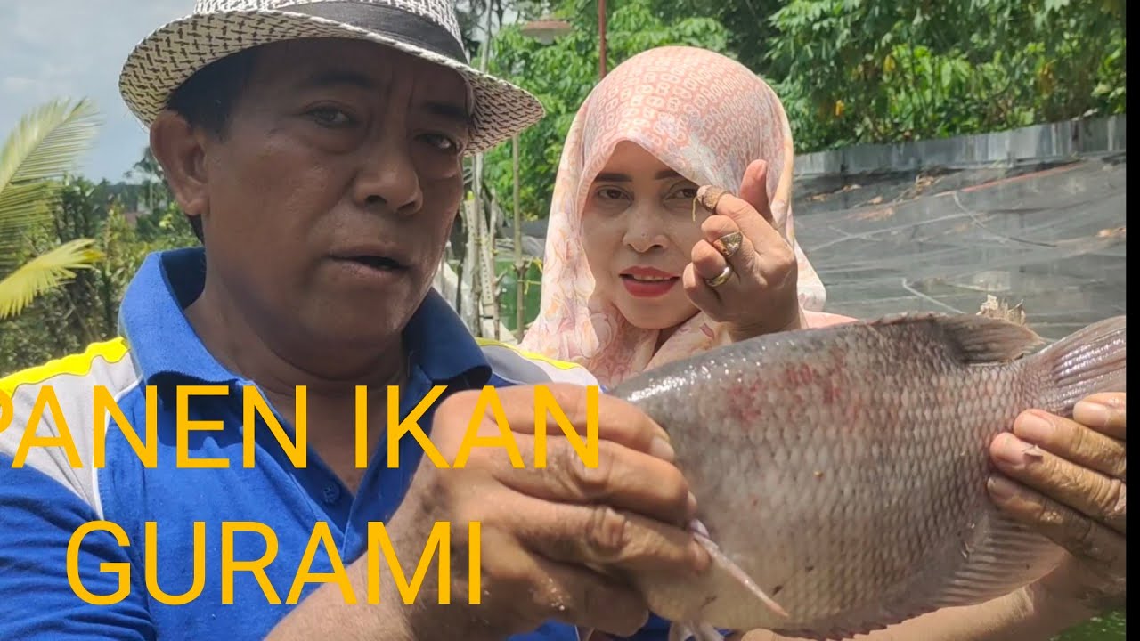 PANEN GURAMI UMUR SATU TAHUN RATA RATA BERAT 0.7 KG