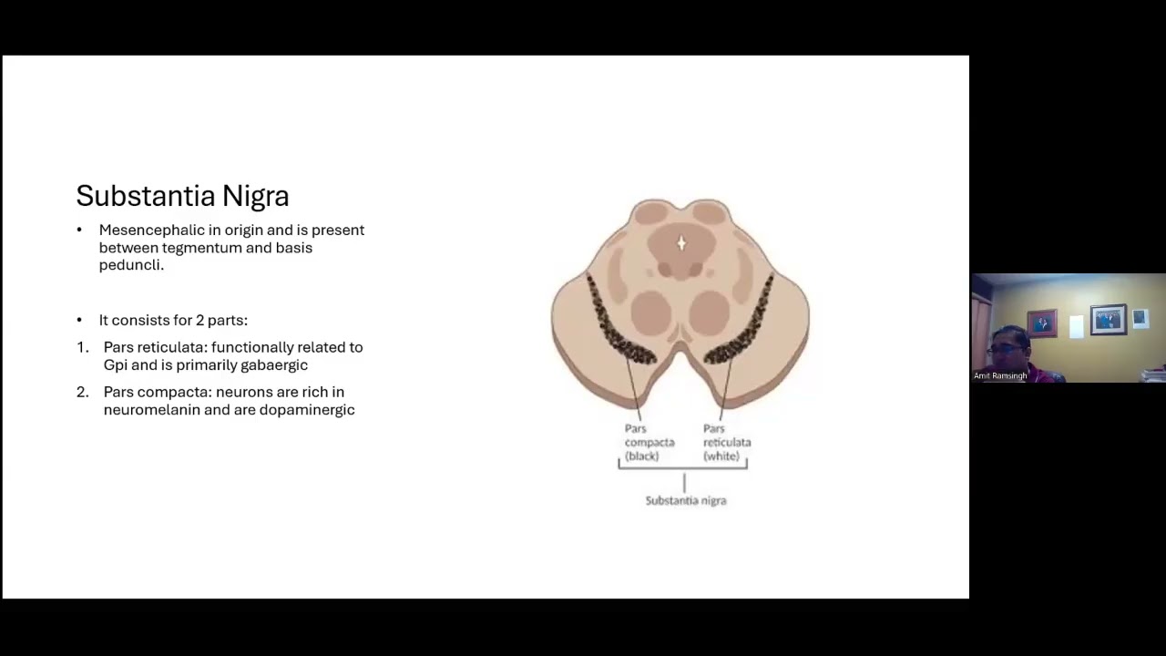 Brain Circuits: Basal Ganglia and Movement Disorders