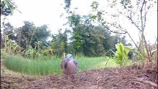 PIKAT TEKUKUR GAGAP FULL,TAPAU BL SUARA TARIK AKAR PENGUKU