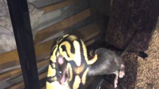 How to not feed a ball python correctly