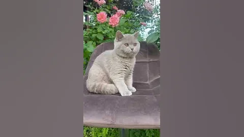 Watch the video about British Shorthair Lilac 5 bulan, Jantan #britishshorthair #scottishfold #kucingJakarta #kucingimport