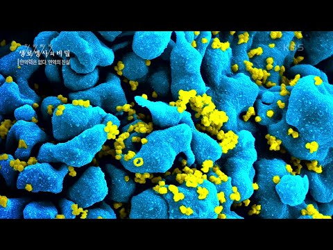 가장 중요한 헬퍼T세포를 파괴하는 HIV세포로 인해 무너지는 면역체계 [생로병사의 비밀] | KBS 201209 방송