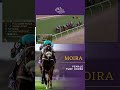 Moira wins the Eclipse Award for Female Turf Horse! Congrats to this #BC24 Champ!
