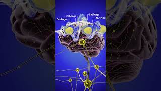 AnatoSphere Studio  Human Heart 3D Animation | How the Heart Works ExplainedDigestive System in 3D
