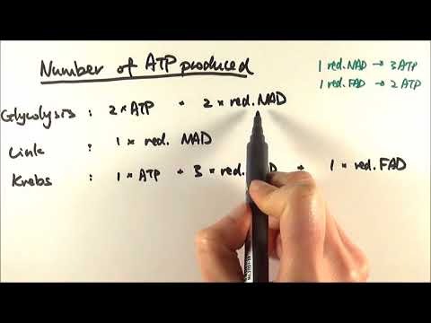 A2 Biology - Glucose to ATP: Calculation