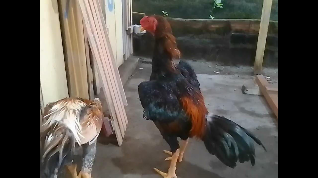 Cocheira Bem-te-vi apresentando os frangos de 7 meses 