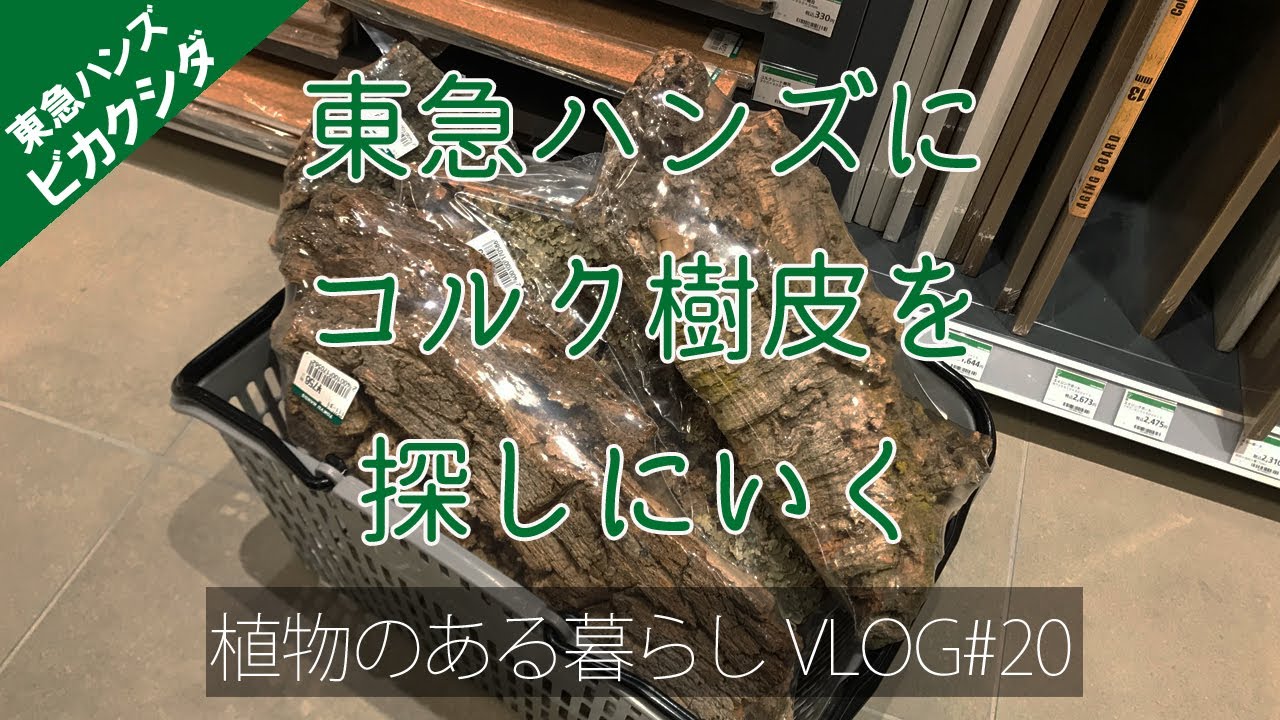 東急ハンズでコルク樹皮買えました［ビカクシダ］ | ビカクシダと僕の