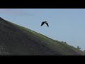 red kite vs peregrine falcon
