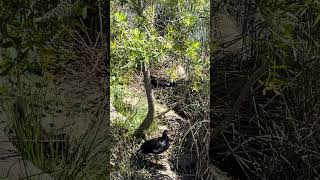 Dusky Moorhen Hidden Nesting By The Bushes Near The Pond