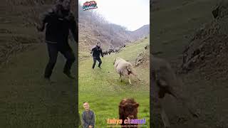 😂🐑 Dikerjai Majikan, Domba Langsung Seruduk! Majikan Auto Lompat 😂💨 #shorts #sheep #ngakak