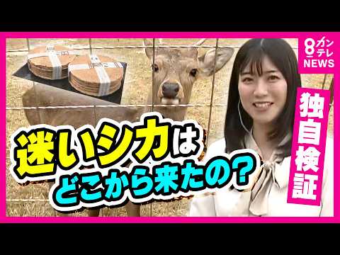 【検証】“迷いシカ”は鹿せんべいを見たらお辞儀するのか？大阪の迷いシカは結局どこから来たのか…奈良公園のシカならお辞儀するはず！｜newsランナー〈カンテレNEWS〉