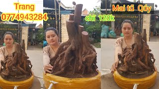 @Trang. (Zalo0774943284!) Mai Tứ Quý Đế Lu. Phôi Mai Vàng Giá Rẻ. 24/5/2026