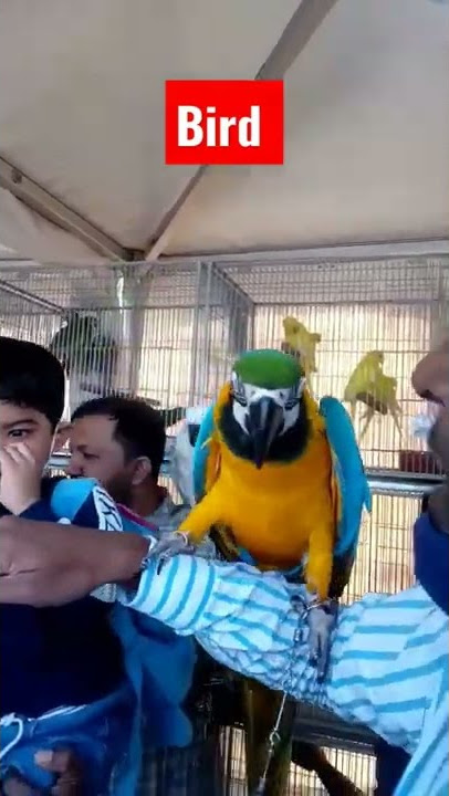 Best Kakatua bird in a Agargaon fair with owner #shorts #lovenote #kakatua