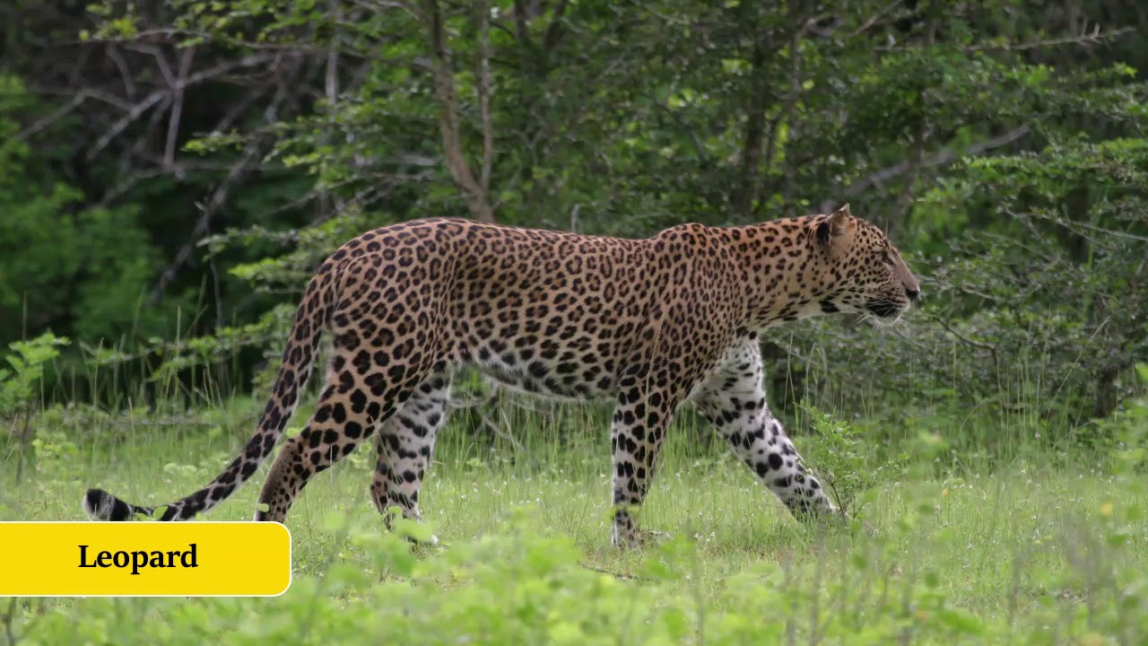 Virtual Safari - Game Drive through Yala National Park.