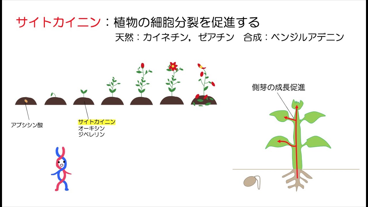  Apple、GrayKey Boxなどのツールを介した法執行機関のiPhoneへのアクセスを無効にする計画を確認