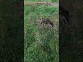 This shot felt PERFECT! #hunting #deerhunting #bowhunting #archery #shorts #viral